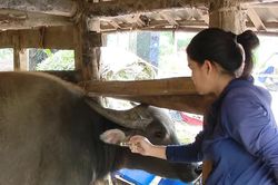 Các địa phương phòng chống dịch bệnh cho đàn vật nuôi