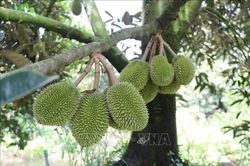 Siết chất lượng, nâng giá trị sầu riêng xuất khẩu