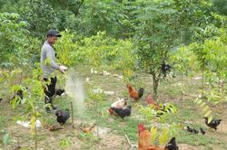 Đồng bào Chứt ở Rào Tre đổi thay từ sinh kế bền vững