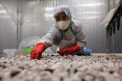 Chính sách thuế cần chuyển sang 'nâng cấp năng lực doanh nghiệp Việt'