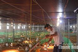 Liên kết sản xuất, giảm rủi ro cho người chăn nuôi
