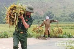 Giúp dân thu hoạch lúa sau mưa lũ