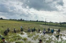 Tranh thủ ngớt mưa, Công an Thanh Hóa xuống đồng giúp dân thu hoạch lúa