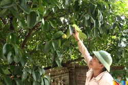 Tiên Phước nâng giá trị kinh tế vườn