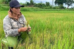 Nỗi lo mất mùa trên cánh đồng Đê Chơ Gang