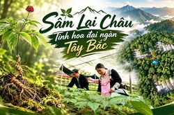 Sâm Lai Châu – Tinh hoa đại ngàn Tây Bắc