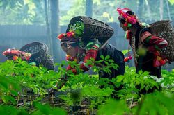 Chung sức phát triển vùng sâm Lai Châu