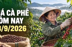 Giá cà phê hôm nay 18/9 giảm 300 đồng/kg, hai sàn thế giới cùng đi xuống