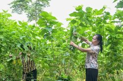 Phúc Khánh mở rộng vùng dâu, hướng tới 60 ha vào năm 2030