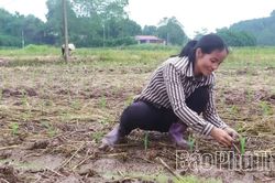 Sơn Đông khẩn trương sản xuất vụ Đông
