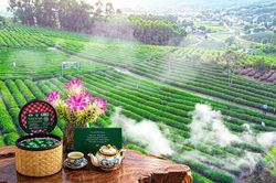 Hương chè thu trong nắng