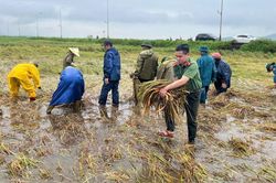 Mưa lũ và triều cường trắng cánh đồng, công an dầm mình giúp dân 'cứu' lúa