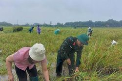 Xã Phúc Thọ: Nước sông Tích vẫn trên báo động III, nhiều diện tích sản xuất nông nghiệp bị ngập