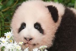 Gặp 'báu vật' mới của gia đình gấu trúc Bao