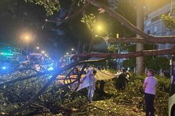 Lại có người chết vì cây gãy: Bao giờ rủi ro được chặn trước cơn giông?