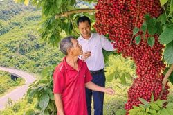 Dâu rừng đỏ mọng trên vùng núi Quảng Ngãi