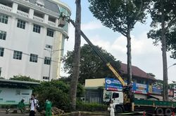 Vụ nhánh cây rơi khiến 1 người đi xe máy tử vong: Nguy cơ từ nhiều cây già cỗi