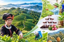 Lào Cai: Sắp diễn ra Hội nghị xúc tiến đầu tư, thương mại lĩnh vực nông nghiệp năm 2026