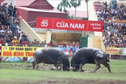 Bảo tồn và phát huy giá trị lễ hội chọi trâu Đồ Sơn 2026
