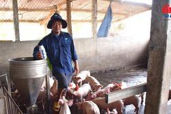 Công nghệ sinh học mở hướng chăn nuôi thân thiện môi trường