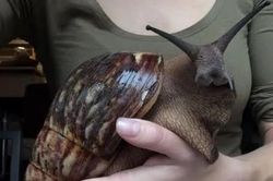 Đang chờ đèn đỏ, người phụ nữ bất ngờ thấy thứ 'đáng sợ' trong bụi cây