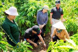 EUDR và cơ hội chuẩn hóa, nâng cao giá trị cà phê Việt Nam
