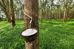 Giá cao su xuất khẩu đang chững lại, kịch bản nào cho thời gian tới?