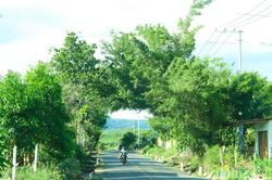 Những nẻo đường quê hương