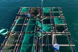 Phan Rí Cửa mở hướng phát triển nghề nuôi cá lồng bè