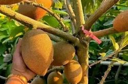 Loại quả xưa không ai biết đến nay thành đặc sản được ưa chuộng, trồng một lần thu hoạch nhiều năm, tốt cho sức khỏe
