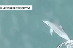 Camera vô tình bắt gặp cảnh tượng lạ giữa đại dương: Một sự thật mới về cá heo