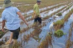Clip gỡ loạt bẫy kẹp nguy hiểm 'săn' chim trời được nguỵ trang giữa ruộng ở Huế