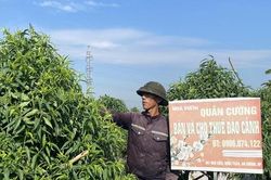 Hải Phòng: Vốn vay tiếp sức người trồng đào ở An Dương