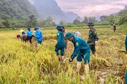 Quảng Trị: Bộ đội, dân quân giúp dân gặt lúa 'chạy lũ'