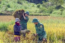 Bộ đội giúp dân gặt lúa chạy lũ ở Quảng Trị, TP Huế