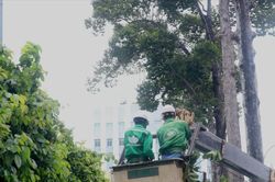 Cắt tỉa cành hàng ngàn cây cổ thụ ở TPHCM