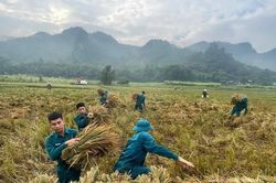 Xã Điền Lư huy động lực lượng hỗ trợ nhân dân thu hoạch lúa sau mưa lũ