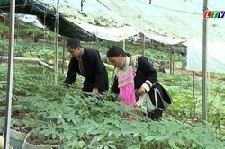 Sâm Lai Châu - Tinh hoa đại ngàn Tây Bắc