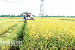 Để mỗi cánh đồng tạo thêm nhiều giá trị