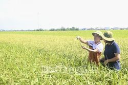 Hưng Yên: Lúa Smart-Rice giảm nước tưới, năng suất vẫn đạt khoảng 73 tạ/ha