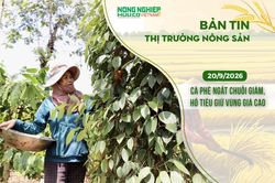 Thị trường nông sản 20/9/2026: Cà phê ngắt chuỗi giảm, hồ tiêu giữ vùng giá cao