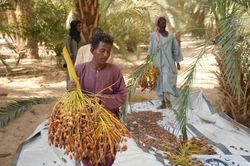 Mùa thu hoạch chà là tại Sudan