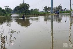 Hà Nội: Người dân mở dịch vụ hỗ trợ kéo xe qua đoạn đường ngập sâu ở Hữu Bằng