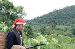 Phát triển dược liệu gắn với bảo tồn văn hóa các dân tộc ở Lào Cai
