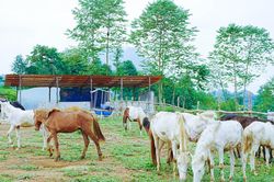 Bản Lầu (Lào Cai) phát triển chăn nuôi ngựa theo hướng hàng hóa