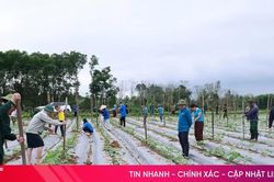 Khởi động vụ đông với các loại rau màu truyền thống