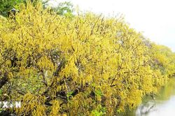 Huế: Rừng ngập mặn nguyên sinh Rú Chá vào Thu