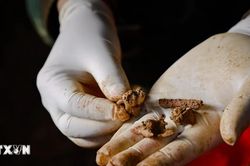 Khai quật, quy tập 10 hài cốt liệt sỹ tại Điện Biên Phủ