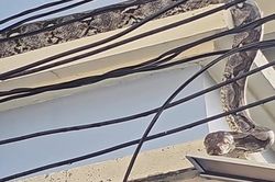 Bắt trăn khổng lồ dài 4,5 mét bò lên mái nhà dân