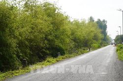 Ngắm 'Lũy tre biên giới' xanh mướt dài hơn 30km ở Đồng Tháp